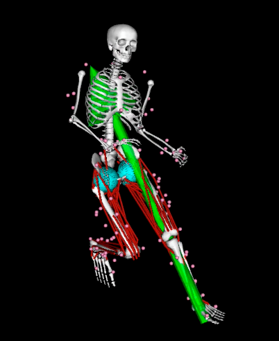 musculoskeletal model