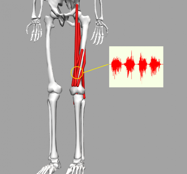 Electromyography (muscle activation analysis)